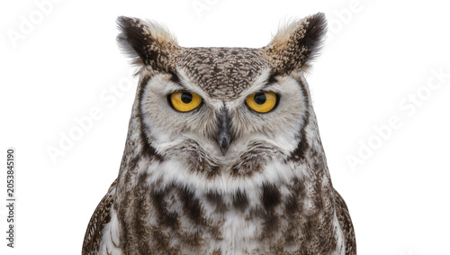 Εκτύπωση καμβά Great Horned Owl face with bright yellow eyes and ear tufts