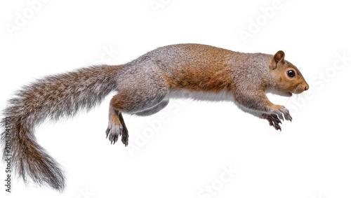 Foto Gray squirrel mid-jump with bushy tail extended