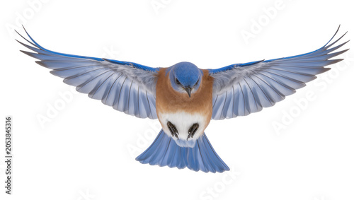 Photos Eastern Bluebird in flight wings spread, white