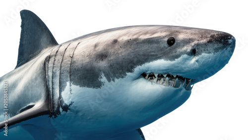 Canvastavla Great white shark head with sharp teeth and gills