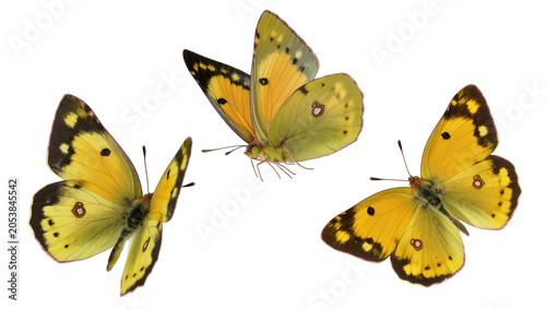 Tableau sur toile Three yellow and black butterflies with detailed wings