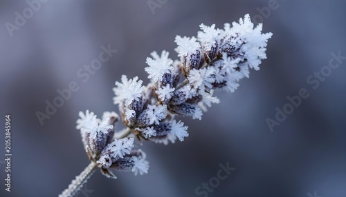 Frost covered lavender sprig in winter garden