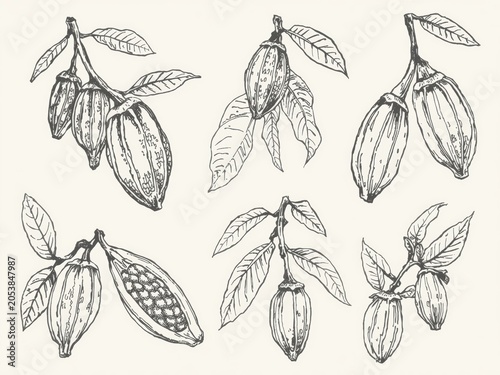Hand drawn cocoa bean pods on branches with leaves set in vintage style sketch illustration for food design