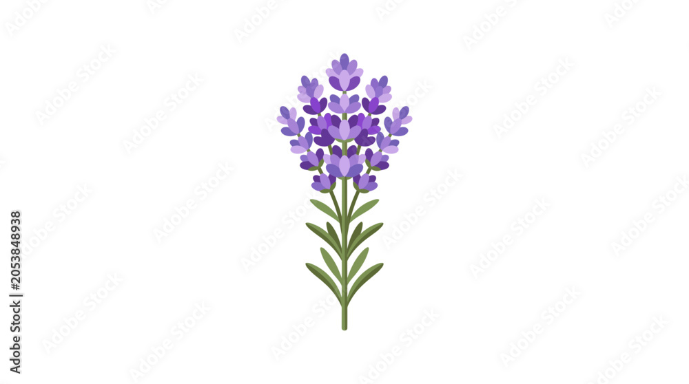 Fototapeta premium Single Lavender Flower Stem Isolated on White Background.