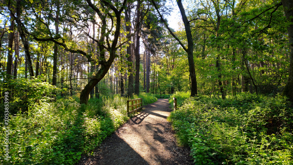 Fototapeta premium Woodland 