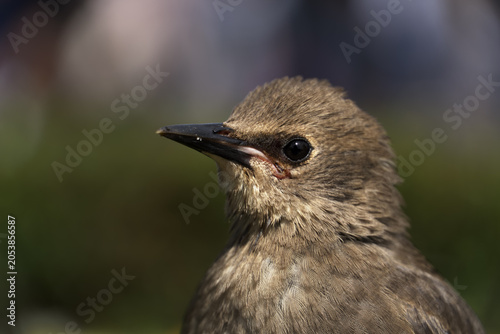 Obraz na plátne Common starling fledgling bird head close up
