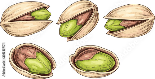 Photography Hand drawn vintage pistachio nut collection showing realistic cracked stippled s