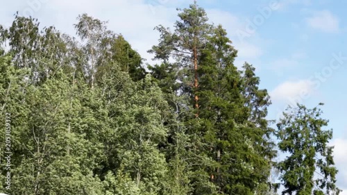 Windy forest treetops swaying under blue sky. Static shot. Medium-intensity wind, creating natural motion in the foliage. Weather, nature, outdoor, climate, seasonal background footage