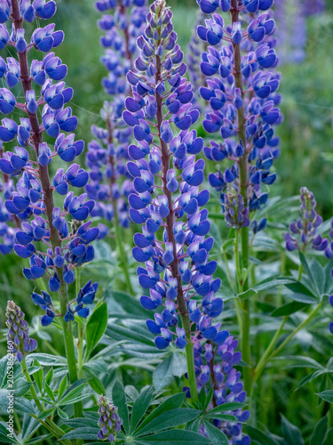 A blooming lupine flower. Lupin, a field of lupines with pink purple and blue flowers. Bouquet of lupine on the background of summer flowers. Lupin field. Purple spring and summer flower