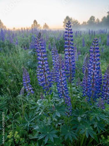 A blooming lupine flower. Lupin, a field of lupines with pink purple and blue flowers. Bouquet of lupine on the background of summer flowers. Lupin field. Purple spring and summer flower