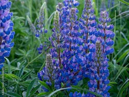 A blooming lupine flower. Lupin, a field of lupines with pink purple and blue flowers. Bouquet of lupine on the background of summer flowers. Lupin field. Purple spring and summer flower