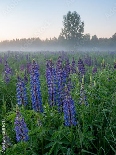A blooming lupine flower. Lupin, a field of lupines with pink purple and blue flowers. Bouquet of lupine on the background of summer flowers. Lupin field. Purple spring and summer flower