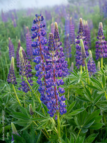 A blooming lupine flower. Lupin, a field of lupines with pink purple and blue flowers. Bouquet of lupine on the background of summer flowers. Lupin field. Purple spring and summer flower