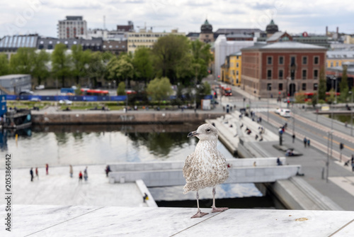 Seagulls sitting at the Oslo Opera House, a modern architectural building with a sloping roof by the water.