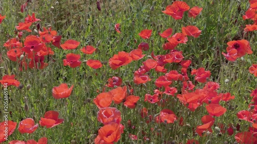 Expansive poppy field in full bloom forms a red carpet across landscape with insects active among the flowers