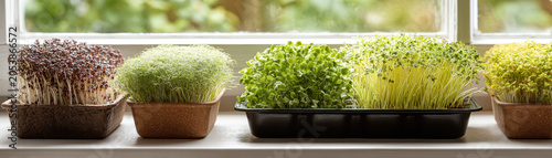 Indoor microgreen garden windowsill fresh sprout tray healthy plant food organic herb growing home kitchen farm green leaf texture natural light morning vegan diet ingredient