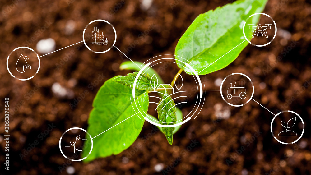 Fototapeta premium Smart farm technology helping plants grow and thrive in soil with sensors and data