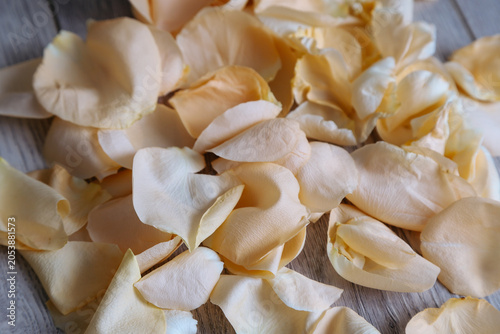 Close-up of delicate white flower petals scattered across a surface