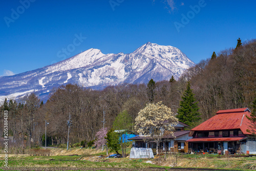 長野県信濃町の春 古民家とハクモクレンと残雪の妙高山