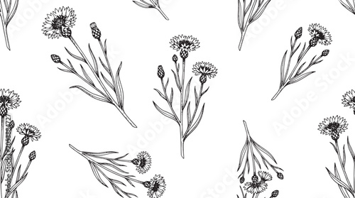 Fotografie Cornflower seamless pattern vintage botanical line art vector