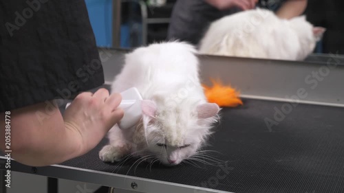 A female groomer is working on a fluffy white cat using a blow dryer and a comb. The cat is lying on the table in the pet salon.
