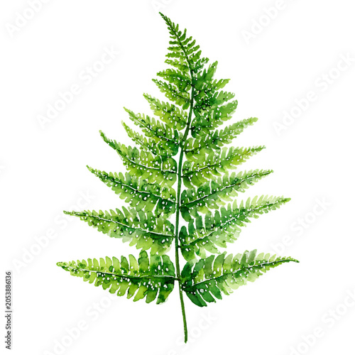  fern watercolor illustration clipart on white background