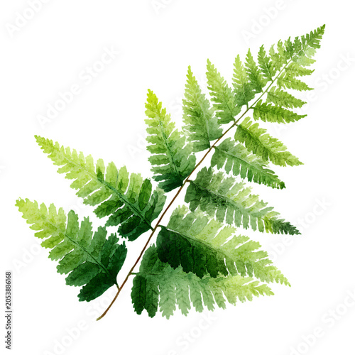  fern watercolor illustration clipart on white background