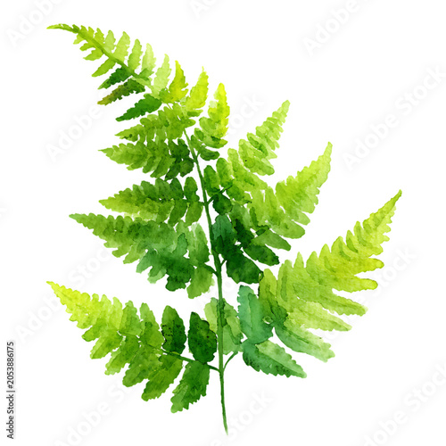  fern watercolor illustration clipart on white background
