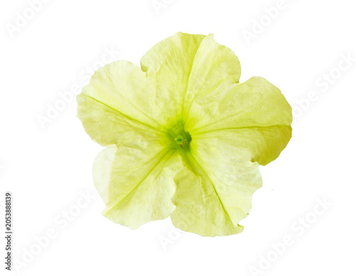 Isolated petunia flower of lemon-yellow color
