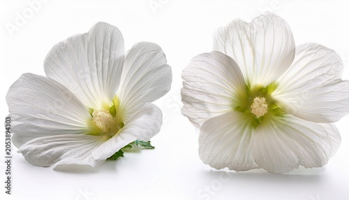 Beautiful White Musk Mallow Flower Isolated On White Background Beauty Pure