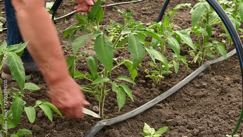Pruning tomato Solanum lycopersicum suckers and side shoots with a knife. Hands cutting green plants in row, organic vegetable farming close up, drip irrigation and smart agricultural care.