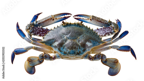 Bilde på lerret Blue crab with open claws and blue legs