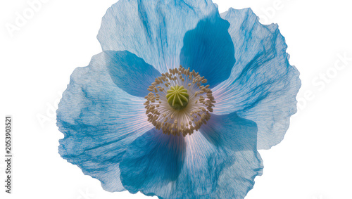 Fotografie Blue poppy flower with delicate petals and yellow center
