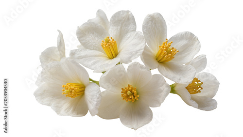 Cuadro en lienzo Delicate white jasmine flowers with yellow stamens