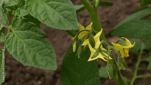 Yellow tomato flowers blooming on a fresh green plant branch swaying in the wind close up. Flowering stage of organic Solanum lycopersicum vegetable crop, cultivating agricultural plantation.
