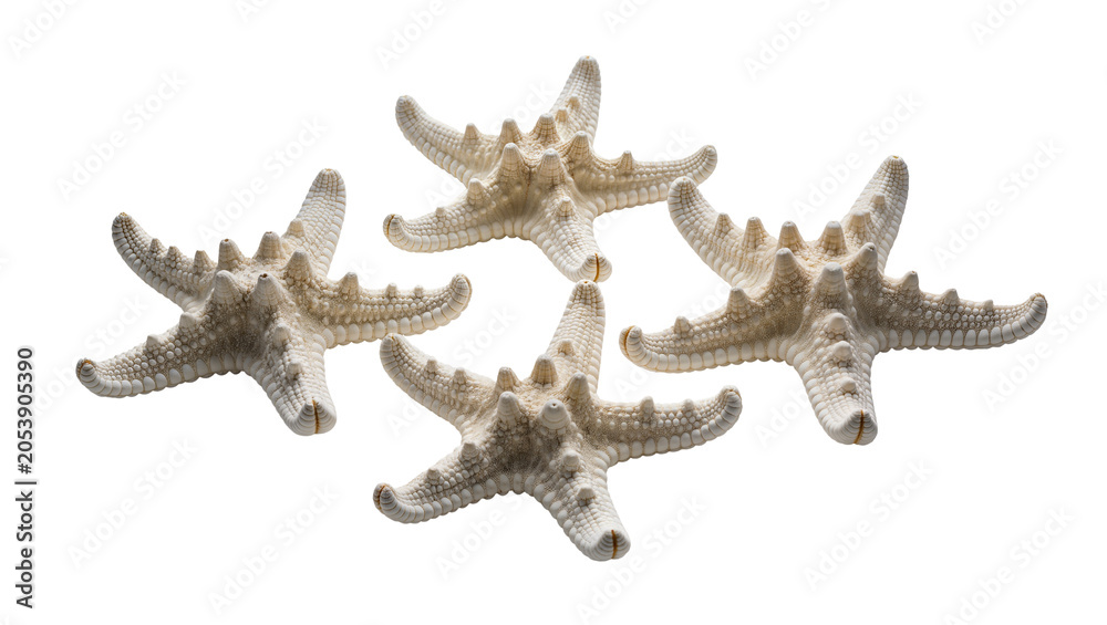 Αυτοκόλλητο Four beige starfish with spiky texture arranged on white