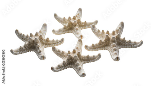 Fotografija Four beige starfish with spiky texture arranged on white