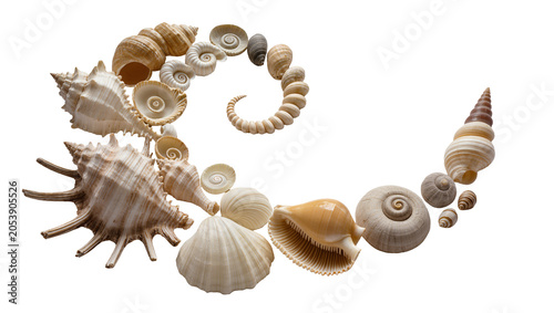 Schilderij op canvas Assorted seashells arranged in a spiral pattern