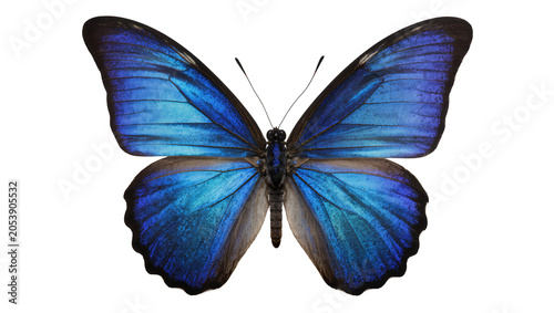 Bild auf Leinwand Blue Morpho Butterfly with Iridescent Wings