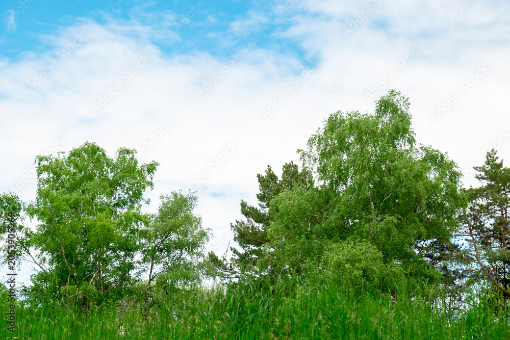 Fototapeta premium Bright green birch trees crowns against blue sky with white clouds. Summer seasonal growth concept, fresh clean air and beautiful natural environment.