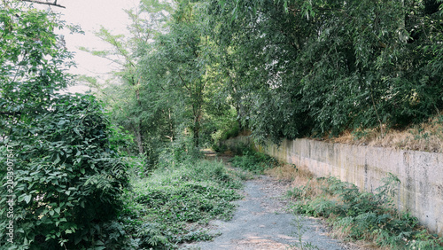 Overgrown path through a dense green forest with a concrete retaining wall