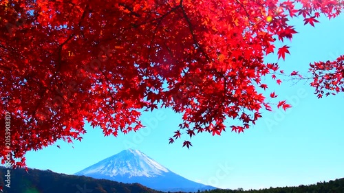 秋の紅葉越しに見る富士山