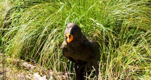Kea (Nestor notabilis) eating orange at Willowbank Nature Reserve, Christchurch,New Zealand.Kea is a large parrot that is endemic to the forested and alpine regions of the South Island of New Zealand.
