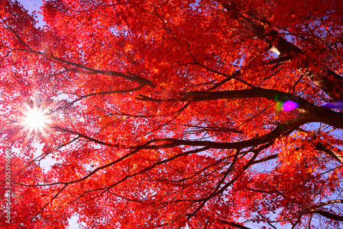 真っ赤な紅葉のアップ