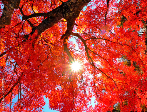 真っ赤な紅葉のアップ