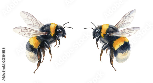 Two busy bumblebees flying gracefully in a vibrant watercolor illustration on a clean white background
