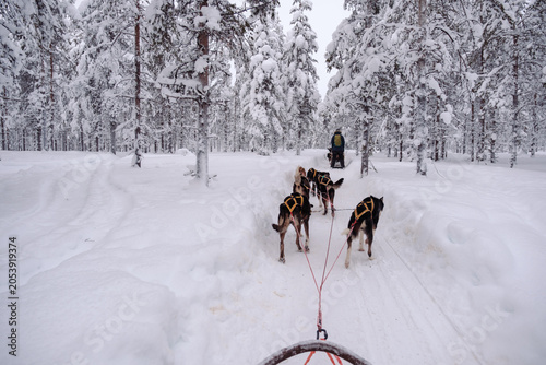 Tablou pe pânză Experience the thrill of dog sledding in the snowy wilderness of Akaslompolo, La