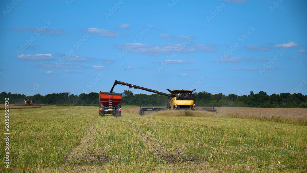 Fototapeta premium Combine Harvester Unloading Grain Into Tractor Trailer During Wheat Harvest in Agricultural Field