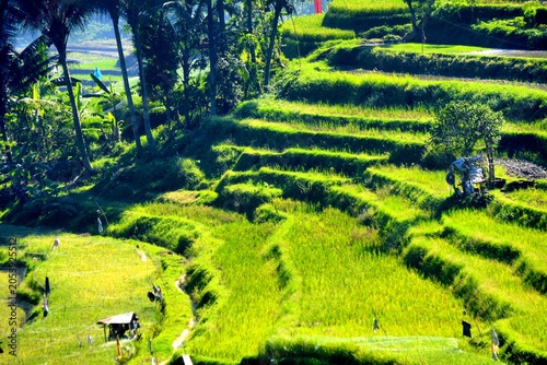 Φωτογραφία Terracing is a conservation technique for sloping land by creating steps (snakes) to reduce the length of the slope and retain water