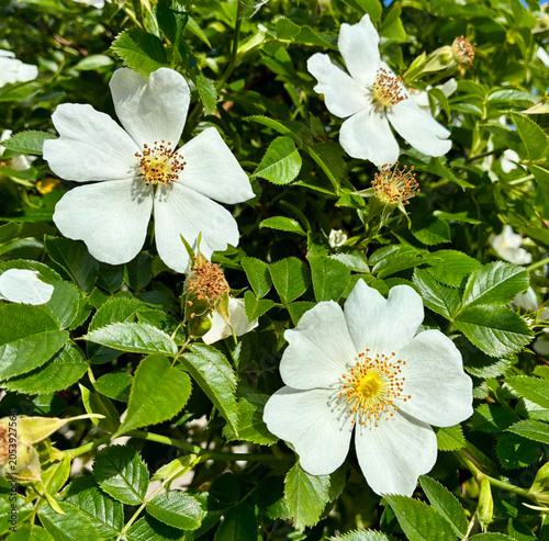 Konstfotografi White wild rose flowers blooming on a green briar bush in the garden perfect for